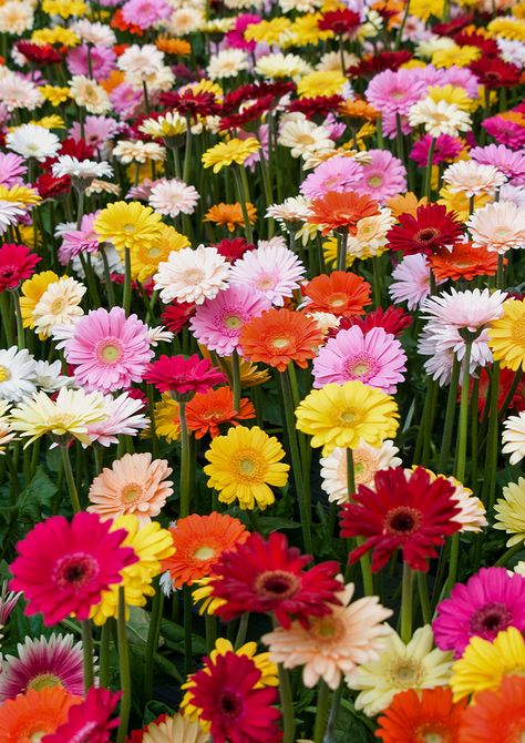 Gerbera Daisy Care, Types Of Daisies, Gerbera Jamesonii, Perennial Ground Cover, Garden Paradise, Gerbera Flower, Seaside Garden, Flower Identification, Gerbera Daisies