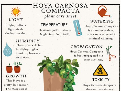 Hoya Carnosa Compacta Care Tips You Wish You Knew Earlier Hoya Varieties, Hoya Carnosa Compacta, Hoya Compacta, Hedge Witchery, Hindu Rope Plant, Hoya Carnosa, Plant Journal, Diy Plant Stand, Indoor Plant Care