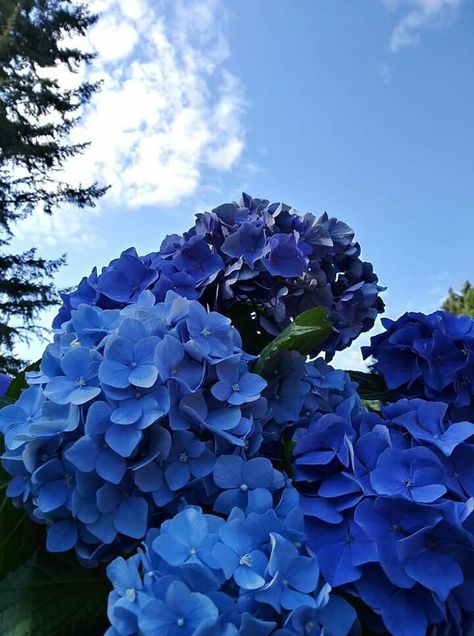 Hortensia azul Hydrangea Care, Blue Hydrangeas, Hydrangea Garden, Rock Garden Landscaping, Wonderful Flowers, Lilac Flowers, Blue Roses, Blue Hydrangea, Different Flowers