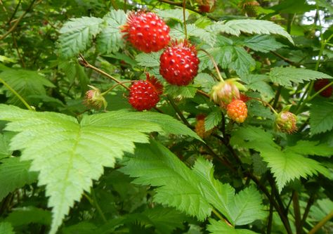 Forage now (June): salmon berries Salmon Berries, Summer Foraging, Salmon Berry, Pacific Northwest Plants, Plant Mural, Northwest Native Plants, Benefits Of Berries, Hedge Plants, Edible Wild Plants