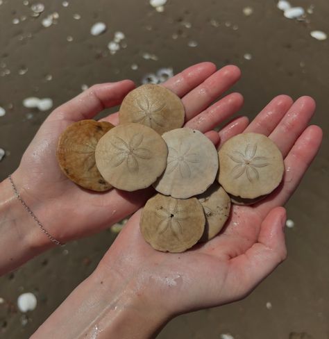 Rollin’ in sand dollars Live Sand Dollar, Mask Inspiration, Shells And Sand, Pink Dolphin, Sand Dollars, Marine Biology, Sand Dollar, New Room, Sea Salt