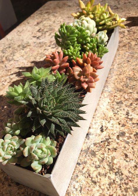 Long Succulent Planter, Succulents In Trough Planter, Succulents In Rectangle Planter, Fountain Succulent Planter, Office Planters, Rectangle Concrete Planter, Succulent Arrangements Rectangle Pot, Succulent Arrangements Rectangular, Sand Creations