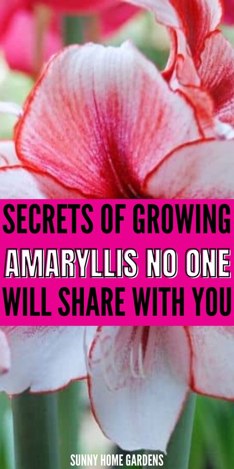 If you're here, I can bet you want to grow Amaryllis. Amaryllis bulbs have beautiful flowers and we all want to grow them in our gardens or even in a pot. However, There are growing tips and caring tips that no one will share with you about Amaryllis. These tips and tricks of growing and caring for Amaryllis are the best to grow these beautiful flowers in pots. Amarlily Flower, How To Grow Amaryllis Bulbs, Amaryllis Bulbs Christmas, Flower Bulbs Indoors, Growing Bulbs Indoors, Bulb Forcing, Amaryllis Arrangement, Amaryllis Care, Amaryllis Christmas