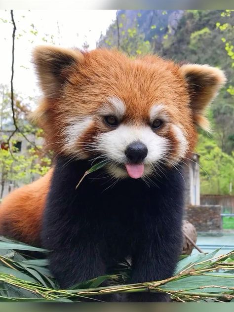 Red Panda, Panda Bear, Lush, Forest, The World, Green, Red, Animals