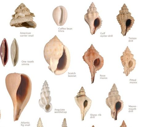 Kinds of Shells with Pictures | types of seashells - Google Search Types Of Seashells, Seashell Identification, Greek Goddesses, Types Of Shells, Sea Plants, Sailors Valentine, Shell Collection, She Sells Seashells, Snail Shell