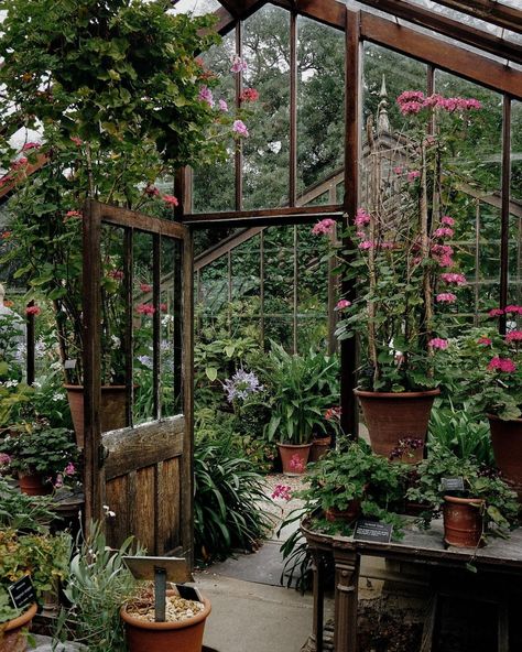 Backyard Balcony, Home Greenhouse, Backyard Greenhouse, Garden Greenhouse, Greenhouse Gardening, Outdoor Decor Backyard, Plants And Flowers, Nature Garden, July 10