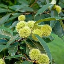 Sweet Chestnut Trees for sale direct from Jammu and Kashmir Medicinal Plants Introduction Centre. High Quality Sweet Chestnut (Castanea sativa) Trees available now. Sweet Chestnut Tree, Chinese Chestnut, Chestnut Tree, American Chestnut, Sweet Chestnut, Thanksgiving Stuffing, Chestnut Trees, Fast Growing Trees, Tree Images