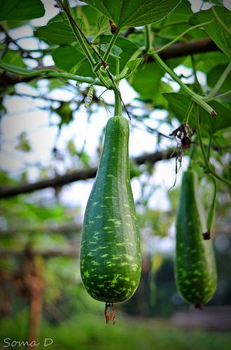 Arbequina Olive Tree, Vegetable Pictures, Healthy Seeds, Vegetable Garden Diy, Potager Garden, Best Islamic Images, Eat Fruit, Fruit Plants, Annual Flowers