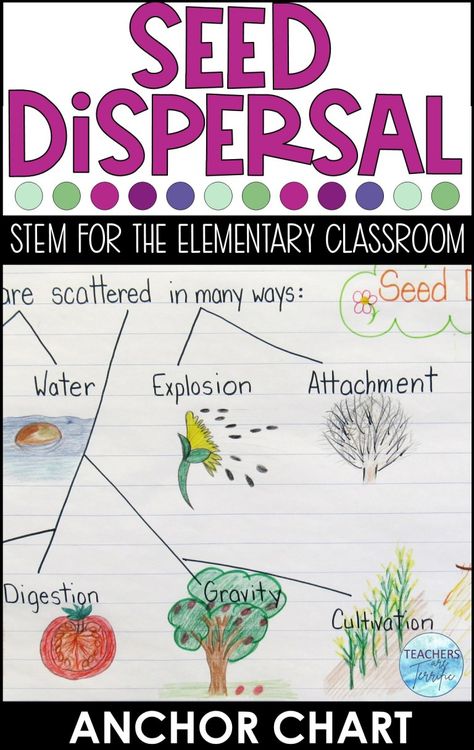 Exploding Seed Pod Experiment, Germination Of Seeds Project, Seed Dispersal, Plants Unit, Stem Lab, Pinterest Video, Science Activities For Kids, Science Ideas, Quick Crafts