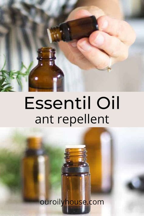 Ants Spray Diy Homemade, Any Repellent Essential Oils, Ant Spray Diy Homemade Essential Oils, What Gets Rid Of Ants, All Natural Ant Repellant, Essential Oils To Kill Ants, Anti Ant Spray, Essential Oils Ants Repellant, Essential Oils To Get Rid Of Ants