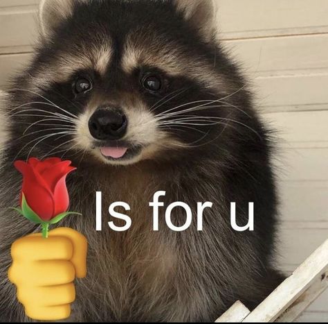 Cute Raccoon, Show Me, Memes, Red, On Instagram, Instagram