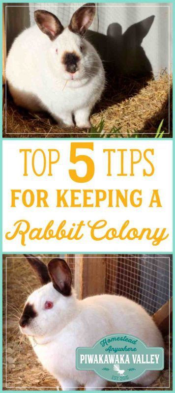 Backyard Ideas For Dogs, Rabbit Colony, Meat Rabbits Breeds, Keeping Rabbits, Raising Rabbits For Meat, Meat Rabbits, Ideas For Dogs, Flemish Giant, Raising Rabbits