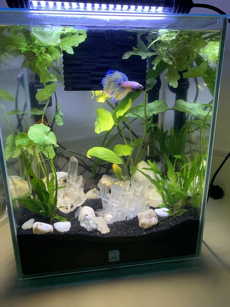 Betta Fish Tank With Live Plants, Cool Beta Fish Tank Ideas, Beta Fish Tank Setup, Fish Tank With Crystals, Aesthetic Beta Fish Tank, Small Fish Tank Aesthetic, Crystals In Fish Tank, Fish Tank Crystals, Betta Tank Aquascape