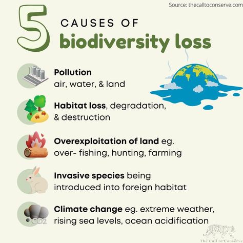 5 Causes of Biodiversity Loss Infographic Environmental Science Lessons, Biodiversity Loss, Biodiversity Conservation, Science Club, Teacher Boards, Environmental Education, Marine Biology, Circular Economy, Environmental Issues