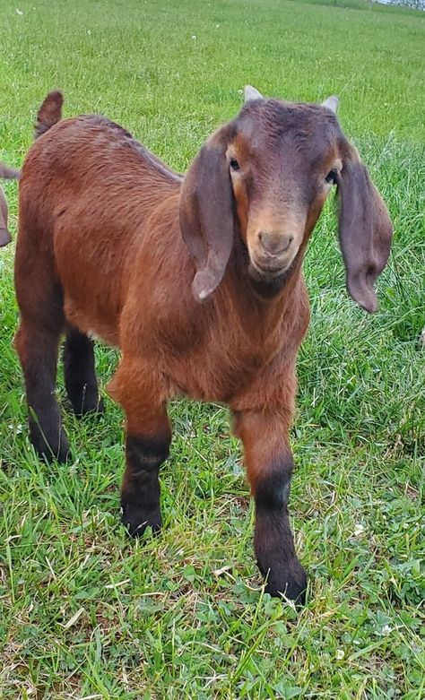 Boer Goats group | Facebook Miniature Donkey, Boer Goats, Farming Business, Showing Livestock, Goat Farming, Goats, Labrador, Sheep, Quick Saves