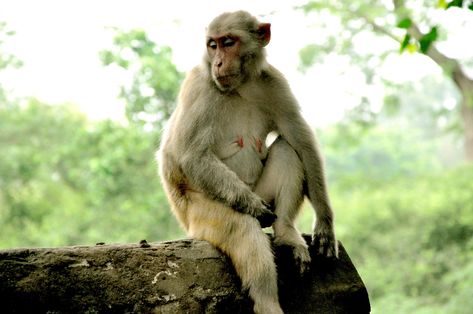 #jungle #monkey #monkey sitting #monkeys #nature park #pose #wild animal Monkey Sitting, Animals Monkey, Types Of Monkeys, Jungle Monkey, Monkey Monkey, Nature Park, Cool Wallpapers, Pretty Animals, Wild Animal