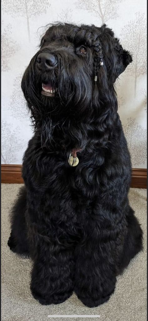 Black Russian Terrier Grooming, Russian Black Terrier, Russian Dogs, Black Terrier, Helping Dogs, Russian Terrier, Pug Names, Black Russian Terrier, Beautiful Summer Wallpaper