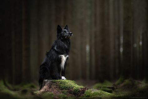 Dog Photography Forest, Moody Dog Photography, Dogs In Nature, Dog In Forest, Dog In Nature, Magical Photos, Dog Family Portraits, Dog Portrait Photography, Dog Photography Poses