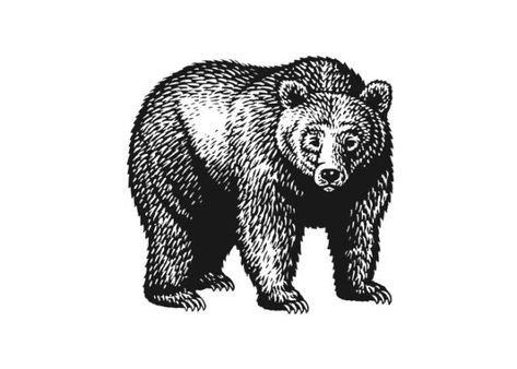 Black Bear Tattoo, Beer Tattoos, Ink Patterns, Steven Noble, Bear Tattoo Designs, Chest Ideas, Woodcut Illustration, Jp Morgan, Bear Tattoos