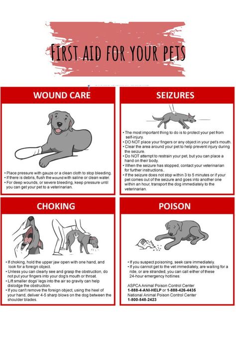 Yorkie Training, First Aid For Dogs, Dog First Aid, Pet First Aid, Holistic Dog Care, Dog Infographic, Dog Rescue Stories, Dog Friendly Vacation, First Aid Tips