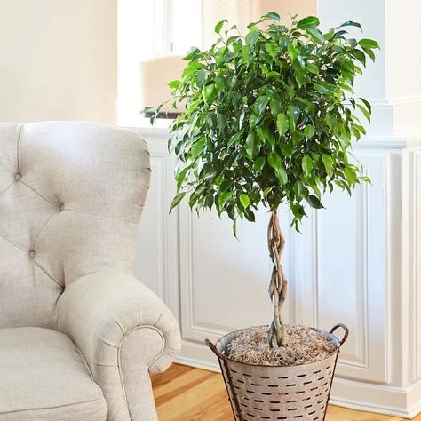 Ficus Benjamin in interior design – 40 inspiring ideas for every space | My desired home Ficus Tree Indoor, Wisteria Vines, Big Indoor Plants, Popular House Plants, Weeping Fig, Small House Plants, Ficus Benjamina, Large Indoor Plants, Purple Wisteria