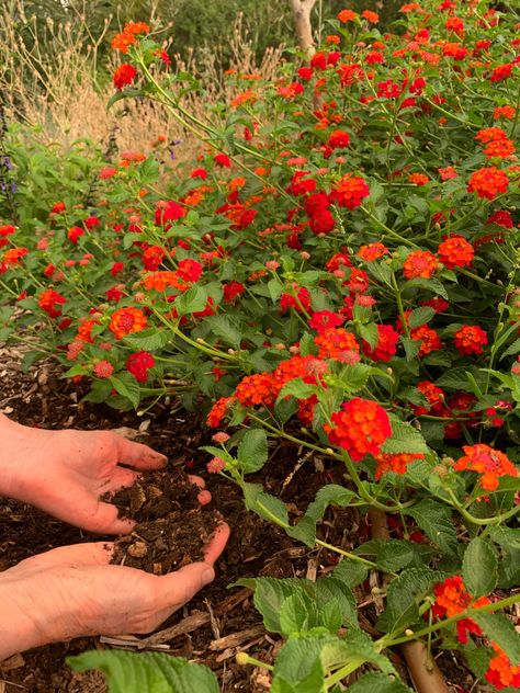 Emotional Therapy, Green Therapy, Horticulture Therapy, Environmental Psychology, Chico State, Garden Site, Benefits Of Gardening, Victory Garden, Uc Berkeley