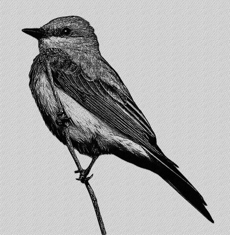 Black And White Warbler, Warbler Tattoo, Birds Black And White, Bird Sketches, White Bird Tattoos, Pointalism Art, Bird Illustrations, Sister Tattoo, Tattoo Board