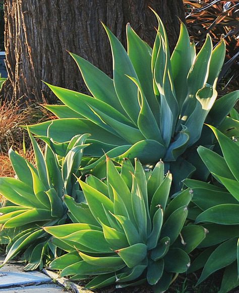 Houston Landscaping, Succulent Garden Landscape, Agave Attenuata, Desert City, Zsa Zsa Gabor, Australian Native Garden, Palm Springs Style, Succulent Landscaping, Zsa Zsa