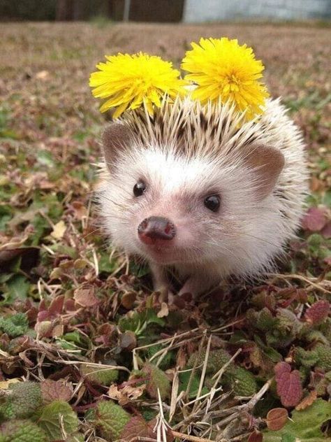 A Hedgehog, Happy Birthday, Yellow, Birthday, Flowers