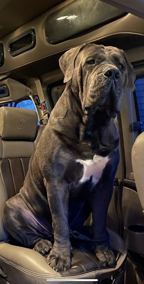 Bull Mastiff Dogs Cane Corso, Uncropped Cane Corso, Cane Corso Uncropped Ears, North American Mastiff, Mastiffs Dogs, Gray Cane Corso, Kane Corso, King Corso Dog, King Corso