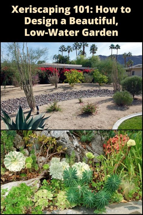 Xeriscape Plants, Salvia Plants, Low Water Gardening, Waterwise Garden, Dry Garden, Natural Structures, Aromatic Plant, Water Bill, Thriving Garden