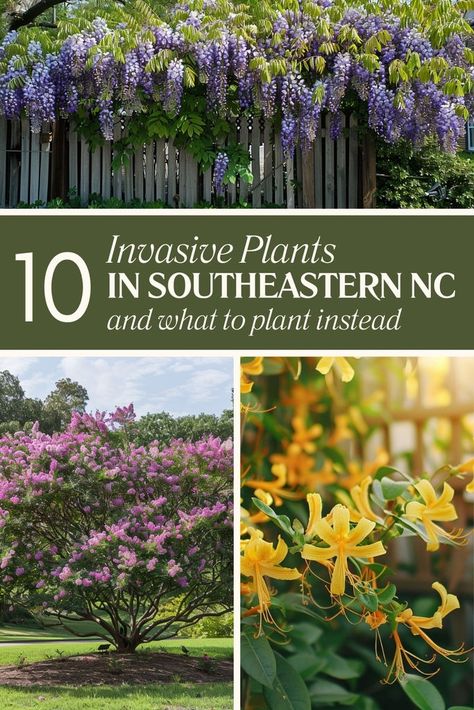 The Hidden Invaders: 10 Invasive Plants in Southeastern North Carolina North Carolina Gardens Backyards, North Carolina Landscaping Ideas, North Carolina Garden Ideas, Native Plants North Carolina, North Carolina Landscaping, North Carolina Gardening, Coastal Landscaping Ideas, North Carolina Garden, Southern Gardening