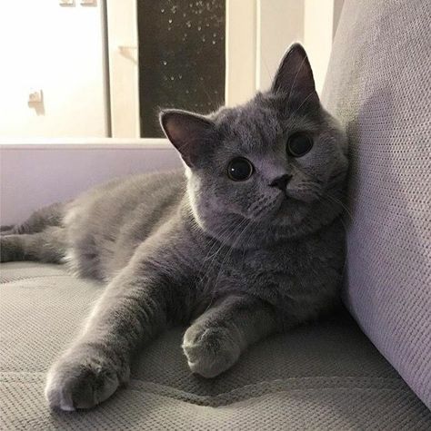 Dream's Cat, Grey Kitten, Fennec Fox, Russian Blue Cat, British Shorthair Cats, Gray Cat, Gorgeous Cats, Cat Icon, Scottish Fold