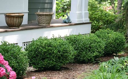 Sprinter Boxwood Landscaping, Sprinter Boxwood, Gem Boxwood, Winter Gem Boxwood, Boxwood Shrubs, Boxwood Landscaping, Yard Makeover, Simple Backyard, Pool Terrace