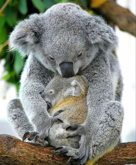 #animallovers #animalovers #animaladdicts #animallove #animalsofinstagram #animalsphotography #animalinstagram #loveanimals #animalphotos #animals_in_world Baby Koala, Pretty Animals, Australian Animals, Cute Wild Animals, Cute Animal Photos, Cute Animal Pictures, Sweet Animals, Koala Bear