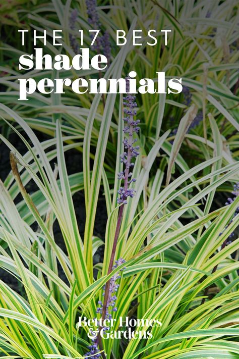 Shade Plants Zone 5 Perennials, Southern Shade Garden Ideas, Perennial Garden Ideas Low Maintenance, Flowers For Shaded Areas Perennials, Flowers That Thrive In Shade, Shade Perennials For Containers, Shade Loving Perennials Zone 5, Dry Shade Perennials, Shade Fence Landscaping