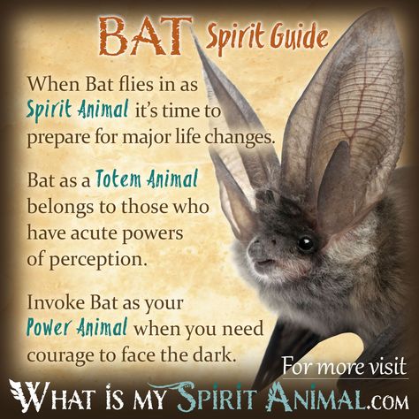 Mammal Symbolism & Meaning | Spirit, Totem, & Power Animal What Is My Spirit Animal, Animal Totem Spirit Guides, Symbolism Meaning, Spirit Animal Meaning, Animal Meanings, Spirit Animal Totem, Animal Spirit Guide, Spiritual Animal, Native American Wisdom