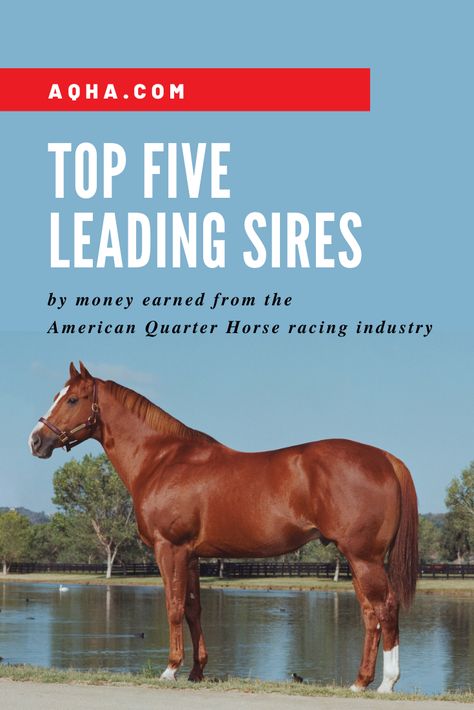 Racing Stallions: The Top Five Leading American Quarter Horse Sires. Part bloodline, part training, part good ol’ determination – it takes a lot to make it to the top in American Quarter Horse racing.Check out  the top-five leading sires by money earned from the American Quarter Horse racing industry. Secretariat Horse, American Quarter Horse Association, Quarter Horse Stallion, Horse Beautiful, Majestic Horses, Faster Horses, Horse Running, Horse Info, The Great Race