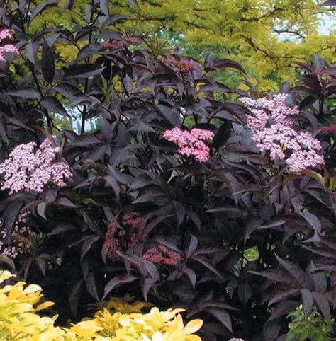 Black Beauties: 8 Favorite Dark Colored Plants Best Shrubs For Shade, Flowering Shrubs For Shade, Sambucus Nigra, Shade Shrubs, Hgtv Garden, Perennial Shrubs, Garden Shrubs, Garden Pictures, Flowering Shrubs