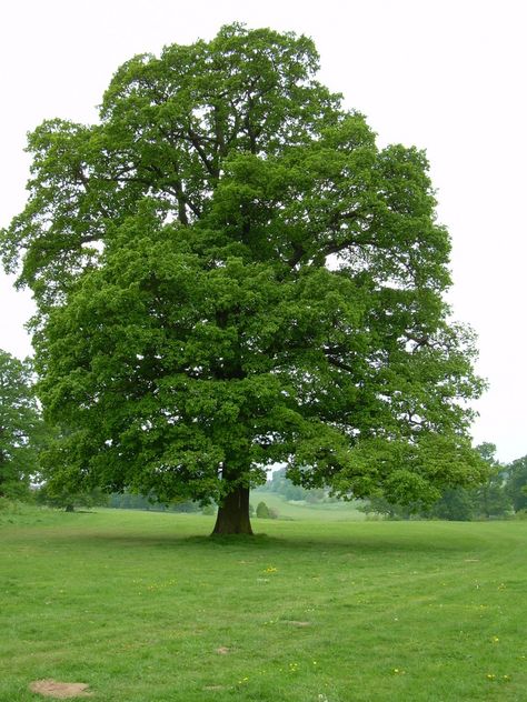 Full size picture of English Oak, Truffle Oak, Pedunculate Oak (Quercus robur) English Oak Tree, Black Oak Tree, Red Oak Tree, Willow Oak, White Oak Tree, Trees Beautiful, Folk Medicine, Tree Seedlings, Weeping Willow Tree