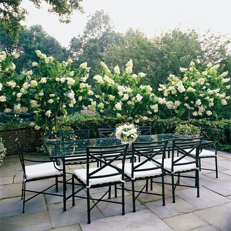 patio-with-hydrangeas-37ca7a44 Hydrangea Tree, Big Leaf Hydrangea, Hydrangea Varieties, Types Of Hydrangeas, Panicle Hydrangea, Hydrangea Care, Hydrangea Paniculata, Hydrangea Not Blooming, Web Images