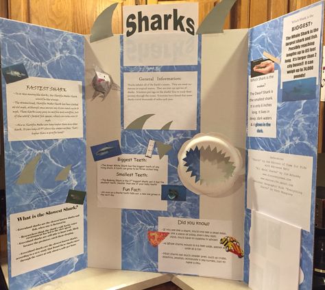 Shark Board Ideas, Ocean School Project Ideas, Shark Science Fair Project, Shark Presentation Ideas, Animal Poster Board Project, Shark Habitat Project For Kids, Shark Poster Board Project, Shark Tank Project Ideas For Students, Marine Biology Science Fair Projects