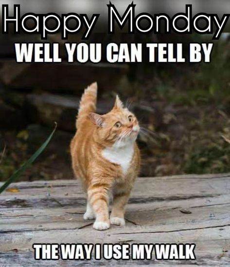 Work Reflections, Monday Memes Funny, Happy Monday Memes Funny, Monday Meme Mornings, Morning Monday, Good Morning Cat Memes Love, Cute Cats And Kittens, Cat Lady Memes Hilarious, Happy Monday