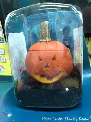 Pumpkin Lessons, Halloween Lesson Plans, Book Pumpkin, Cool Science Projects, Pumpkin Science, Positive Behavior Management, Pumpkin Unit, Life Cycle Craft, Hello Teacher