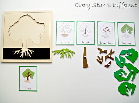 Parts Of A Tree, Tree Activities, Tree Activity, Montessori Art, Tree Study, Montessori Ideas, Montessori Toddler, Montessori Materials, Montessori Activities