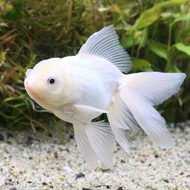 Lovely white wen. All White Fish Tank, White Goldfish, Goldfish Oranda, Shubunkin Goldfish, Oranda Goldfish, Goldfish Aquarium, White Opal Betta Fish, Ikan Air Tawar, Goldfish Tank