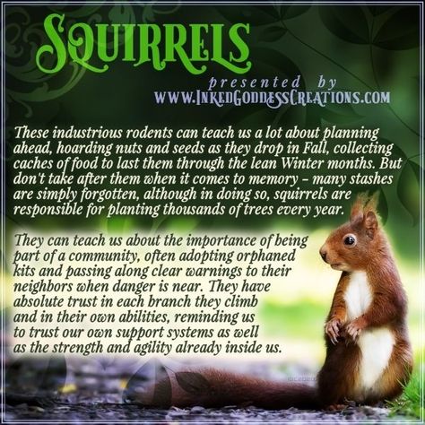 Squirrel Species, Squirrel Appreciation Day, Spirit Animal Meaning, Animal Meanings, Being Watched, Spiritual Animal, Animal Spirit Guides, Irish Quotes, Wiccan Spell Book