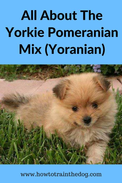 All About the the Yorkie Pomeranian Mix (Yoranian) #yoranian #porkie #yorkiepomeranianmix Yoranian Puppies, Yorkie Pomeranian Mix Haircuts, Pomeranian Yorkie Mix Dogs, Yorkie Pomeranian Mix Puppies, Pomeranian Teddy Bear Cut, Yorkie Pomeranian Mix, Pomeranian Mix Puppies, Yorkie Pomeranian, Amish Bread