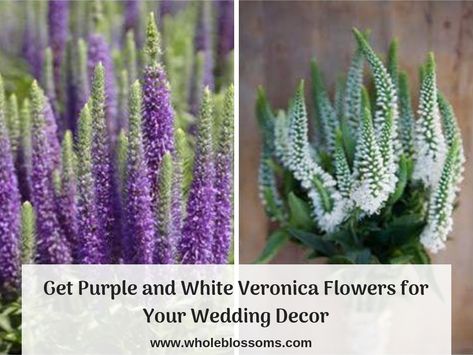 Veronica flower is the best filler flower that adds volume and texture to your flower arrangements. Purple veronica flower provides stunning look when used in centerpieces and bouquets. Veronica flower of white colors is the ideal choice for any kind of flower arrangements. white color adds brightness to your flower arrangements. You can buy bulk veronica flowers of purple and white colors at Whole Blossoms with free shipping delivery. Purple Veronica, Veronica Flower, Flower Garden Ideas Landscaping, Texture Flowers, Hawaiian Flower Tattoos, Purple Texture, Urea Cream, Ideas For Flowers, Blue Wedding Bouquet