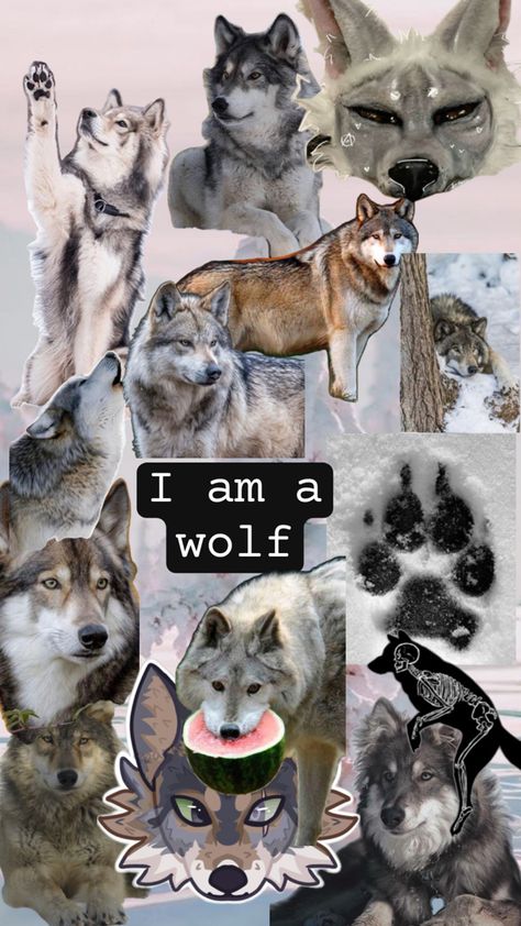 feel free to use ~ don’t repost ~ Therian Background, Therian Wolf, Bat Eared Fox, Maned Wolf, Wolf Background, Gravity Fall, Arctic Wolf, Maybe In Another Life, Wolf Wallpaper